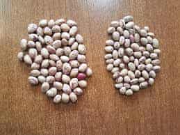 تصویر 4 از لوبیا چیتی نرم خوشپخت سنتی